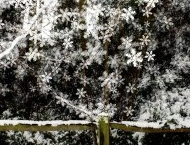 Decorative effects